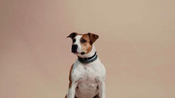 Il Sassuolo festeggia il nuovo anno con "Un gol a quattro zampe"