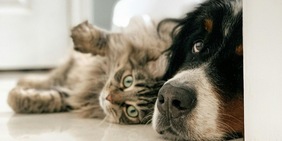 Il segreto per mantenere felice il cane o gatto quando non sei a casa: è infallibile