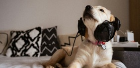 Perché i cani ululano quando sentono la musica: c'è un'antica ragione scientifica