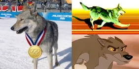 Il cane lupo conquista Milano Cortina, social scatenati: "Dategli una medaglia!"