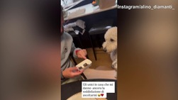 Diamanti 'sconsolato' con i cani: "Sono gli unici che mi danno retta..."