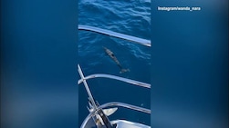 Wanda Nara alle Maldive coi delfini