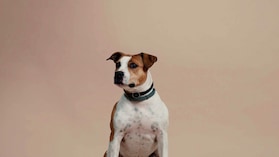 Il Sassuolo festeggia il nuovo anno con "Un gol a quattro zampe"