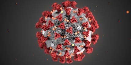 Coronavirus, nuovi ceppi animali preoccupano gli scienziati