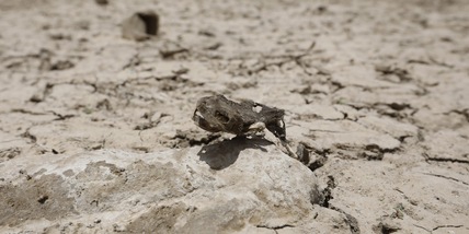 Svezia, scoperti gli scheletri di bambini vichinghi