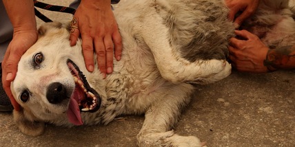 "Ecco perché i cani sono fedeli all'uomo"