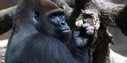 Covid, tredici gorilla contagiati in uno zoo di Atlanta