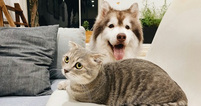 Ecco perché i gatti vivono più a lungo dei cani