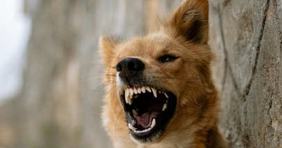 Perché i cani abbaiano ad alcune persone e non ad altre