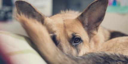 Perché è importante chiedere scusa al tuo cane se gli calpesti la zampa o la coda