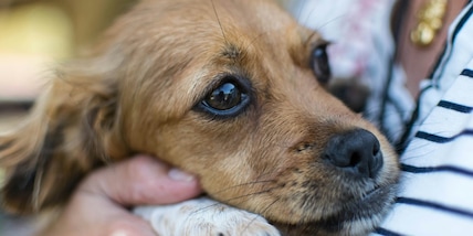 Come lo stress umano influisce sul benessere dei cani