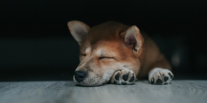 Un veterinario spiega perché il tuo cane dovrebbe sempre dormire al buio