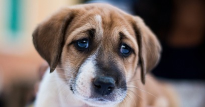 Ti chiede aiuto e non te ne rendi conto: il gesto del cane da non sottovalutare