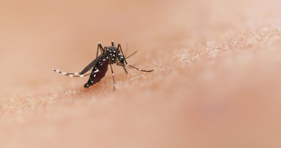 Perché le zanzare pungono solo alcune persone, svelati i motivi