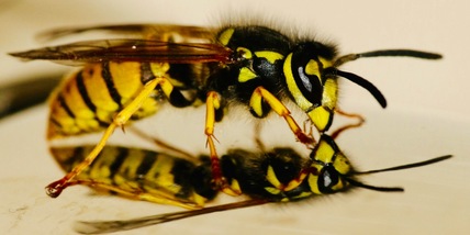 Il trucco consigliato dai professionisti per tenere lontane le vespe dalla piscina