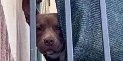 Leal, 'serve pena esemplare per il cane morto a Giuliano'