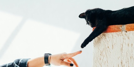 Perché il gatto ti tocca con la zampa, il significato che non tutti conoscono