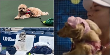 Colazioni a 5 stelle e pass con foto attaccati al guinzaglio: i cani dei tennisti protagonisti agli Us Open