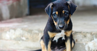 I 5 segnali che indicano che il tuo cane è triste, come capire e risolvere il problema