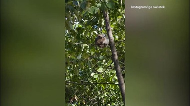 Swiatek, incontro a sorpresa nel parco