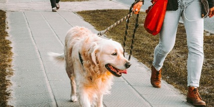 Né 1 ora né 30 minuti: per quanto tempo al giorno bisogna portare a spasso il cane