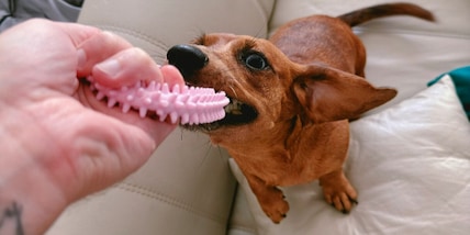 Un veterinario avverte: se giochi in questo modo con il tuo cane potresti fargli male