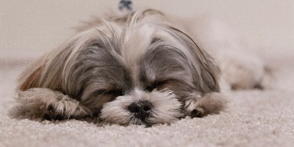 Come salutano i cani prima di morire, i segnali da osservare