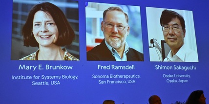 Nobel Medicina a Brunkow, Ramsdell e Sakaguchi