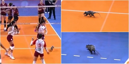 Opossum entra in campo all'improvviso: la reazione terrorizzata delle pallavoliste diventa virale