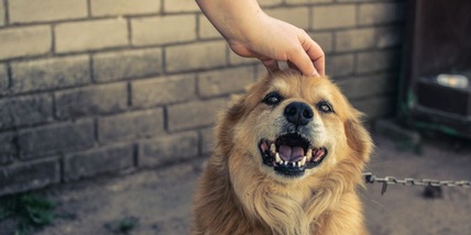 Il gesto del tuo cane che rivela se si fida davvero di te