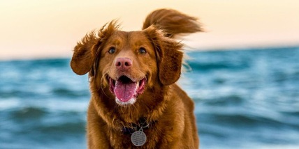 Come far vivere più a lungo il cane, 10 cose da fare subito