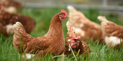 Dal letame all’energia: nel Regno Unito l’elettricità nasce dagli scarti di pollo