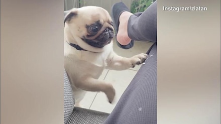 Ibra, basta un'occhiataccia per "spaventare" il cane