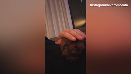 Como, Morata si coccola il suo cane