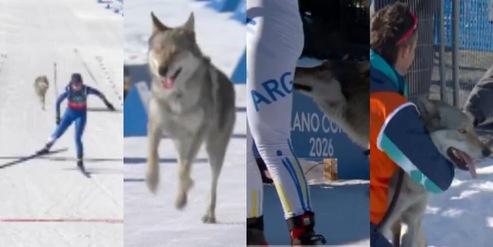 Nazgul, l'incredibile storia del cane lupo in pista e della padrona che lo riconosce in tv: il retroscena