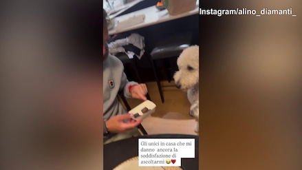 Diamanti 'sconsolato' con i cani: "Sono gli unici che mi danno retta..."