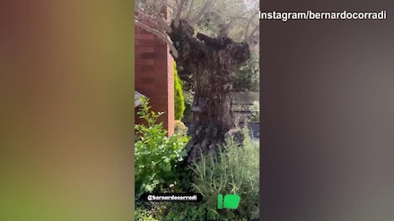 Il ritorno a casa di Corradi è...'traumatico'