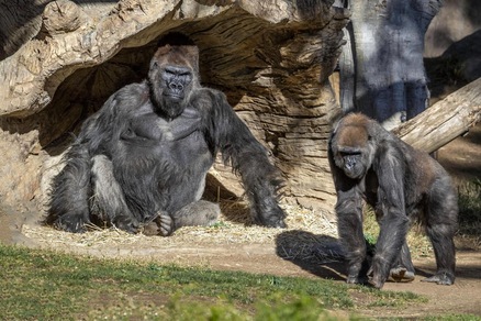 Gorilla tossiscono: hanno il Coronavirus