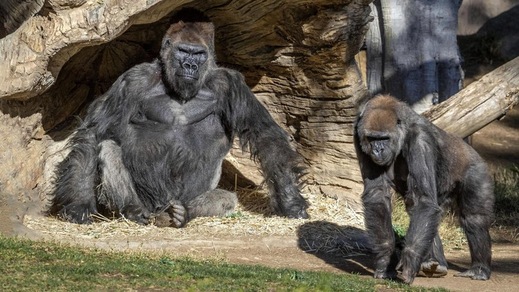 Gorilla tossiscono: hanno il Coronavirus