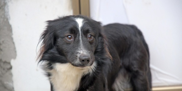 L'esperimento che aiuta a capire se il tuo cane è un genio