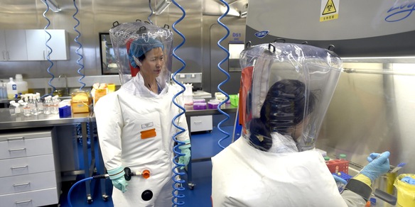 Coronavirus, la "donna pipistrello" cinese si difende