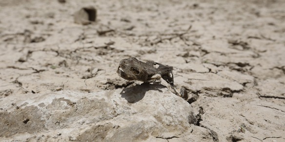 Svezia, scoperti gli scheletri di bambini vichinghi