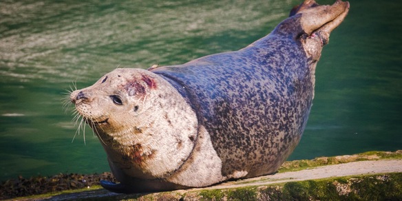 Grecia, uccisa la foca mascotte Kostis: è caccia all'assassino