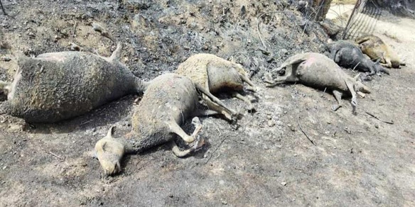 Incendi in Italia: è strage di animali, bruciati oltre 20 milioni