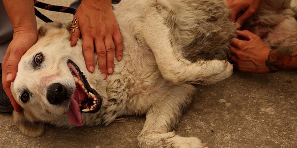 "Ecco perché i cani sono fedeli all'uomo"