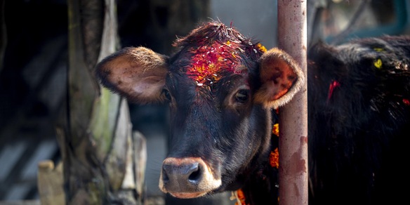 Donna sposa una mucca: “Bacia come mio marito”