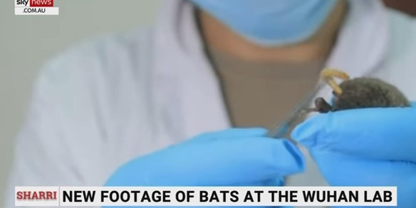 Covid, scienziata Harvard: "Fuga laboratorio ipotesi più probabile"