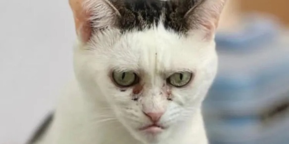 Mondiali, in Inghilterra questo gatto è diventato virale: c’entra un giocatore della nazionale Mondiali, in Inghilterra questo gatto è diventato virale: c’entra un giocatore della nazionale