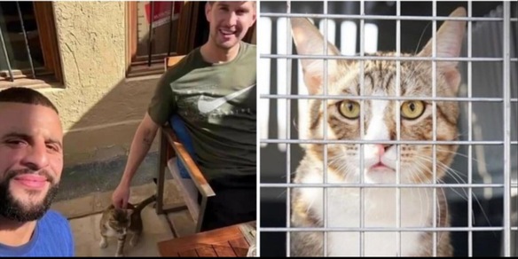 Gli inglesi hanno adottato un gatto in Qatar: cosa ne sarà di lui ora Gli inglesi hanno adottato un gatto in Qatar: cosa ne sarà di lui ora
