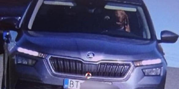 Cane al volante dell'auto oltre i limiti di velocità: scatta la multa